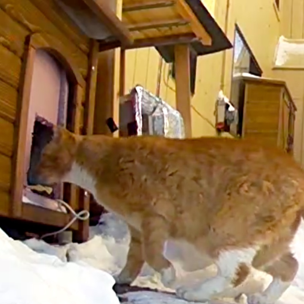 ❤️Please Share! Help Stray Cats in my Area❤️ - Picture 8 of 8